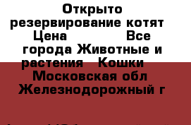 Открыто резервирование котят › Цена ­ 15 000 - Все города Животные и растения » Кошки   . Московская обл.,Железнодорожный г.
